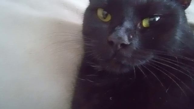 Кошка Шейла