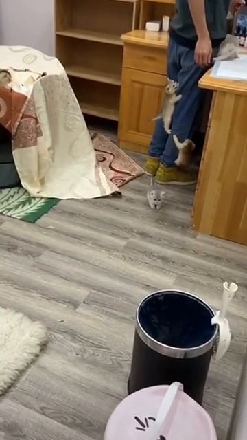 kittens climb on a person