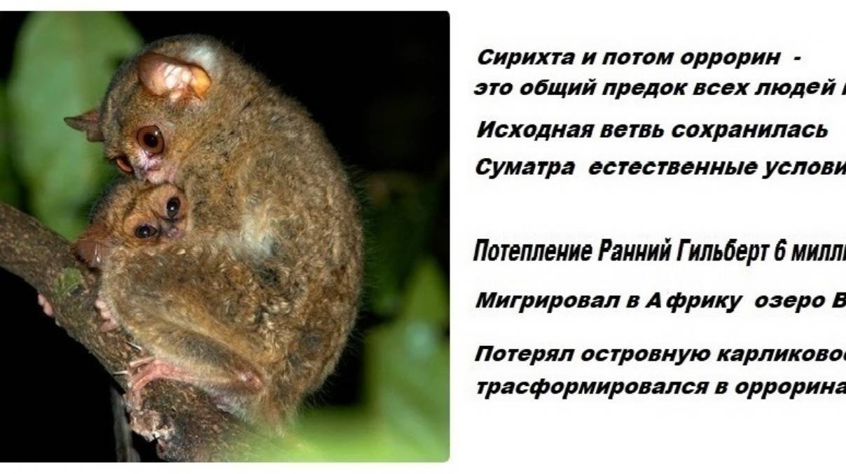 30-1+  Теория антропологии  Сирихта оррорин  Бригитта Сенут  Мишель Брюне