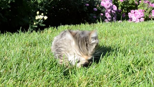 mixkit-kitten-laying-in-a-garden-26397-medium