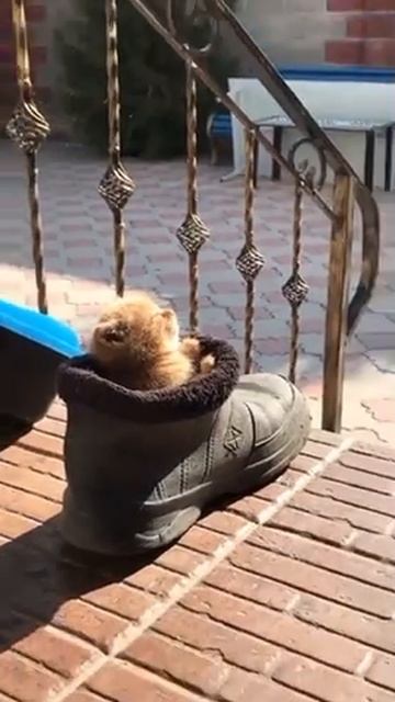 kitten in a boot