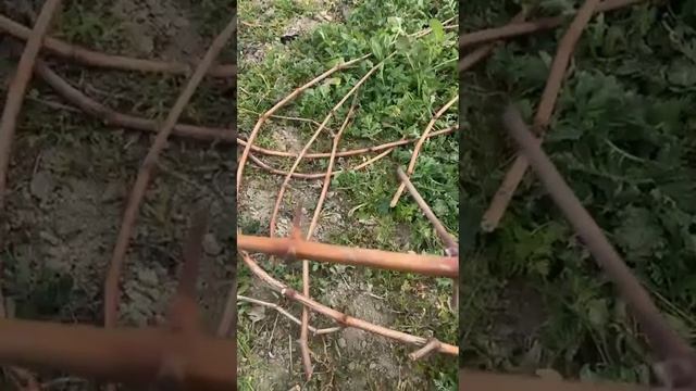 Черенкование винограда