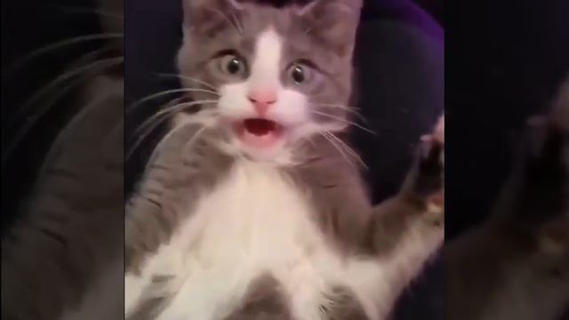pjaying with cat
