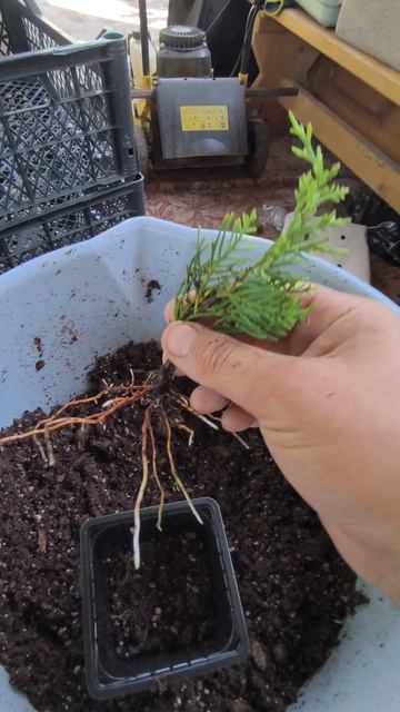 Отличная корневая система у черенков🌱