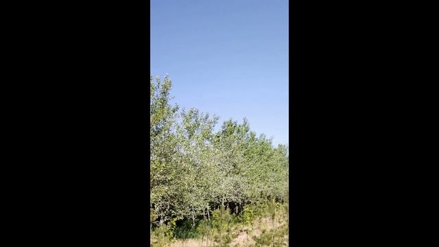 Тополь белый (Populus) h 2-4м, d 2-5см, ком, шт