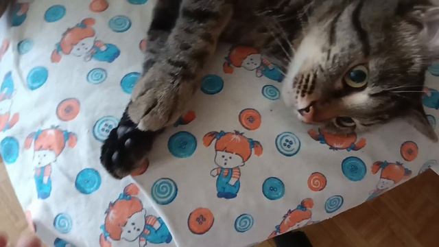 Бантик злой котяра 😻🦊😂