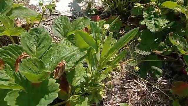 🍓 клубника