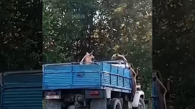 В Башкирии медведи захватили грузовик!