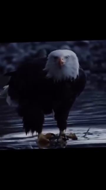 Аҳмад Зоҳир - ای امید جوانی. _برجستهسازی