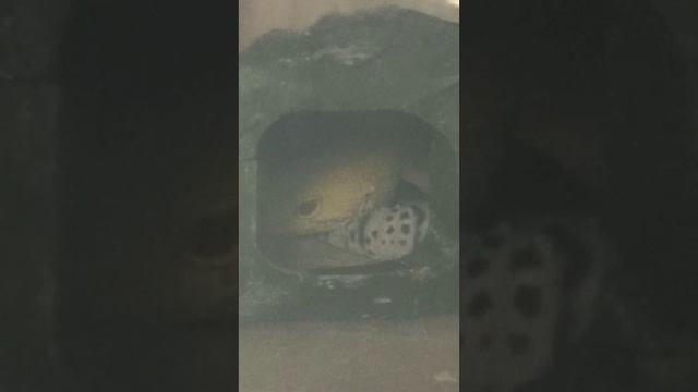 Жаркой ночью кто чем занят. .. 15 июля 2025 г.