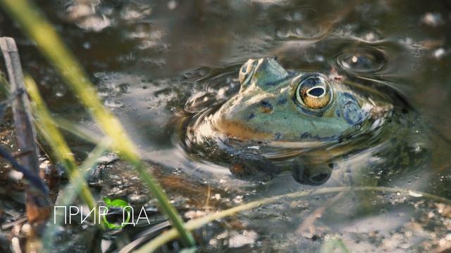 Прудовая лягушка, Pelophylax lessonae