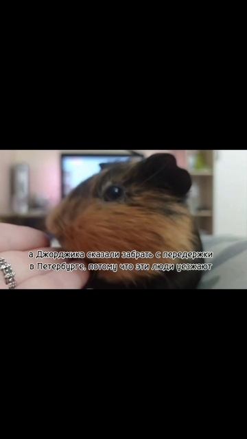 Сегодня грущу из-за Джорджа.
Папа улетел в Петербург на несколько дней, потом поедет в Пыть-Ях.