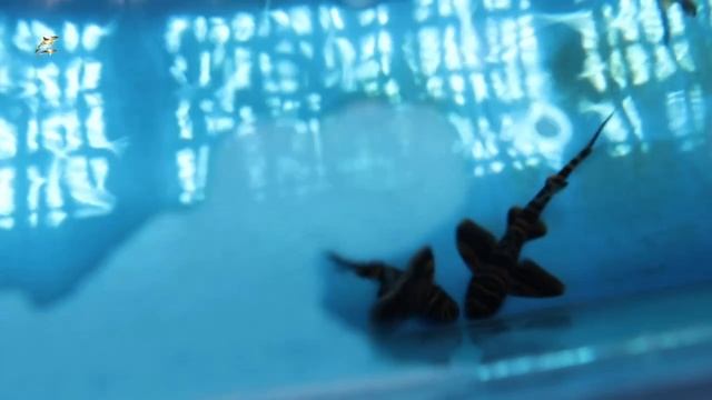 Зебровидные бычьи акулы дали потомство! Редкий для океанариумов случай🦈