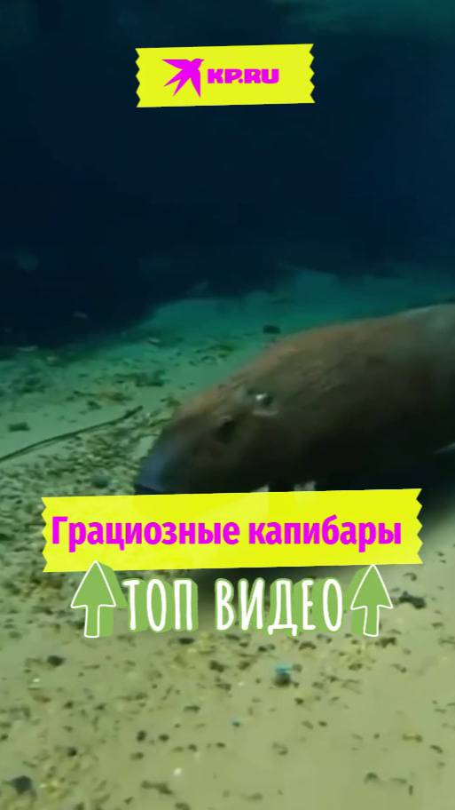 Грациозные капибары