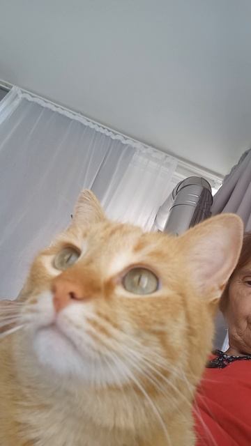 котофей