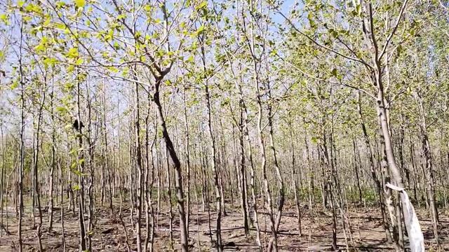 Платан кленолистный (Platanus) h 3-4 м, d 1-2 см, ком, шт и  d 2,5-3,5см, ком, ш ,) h 4-5м, d 3,5-5с