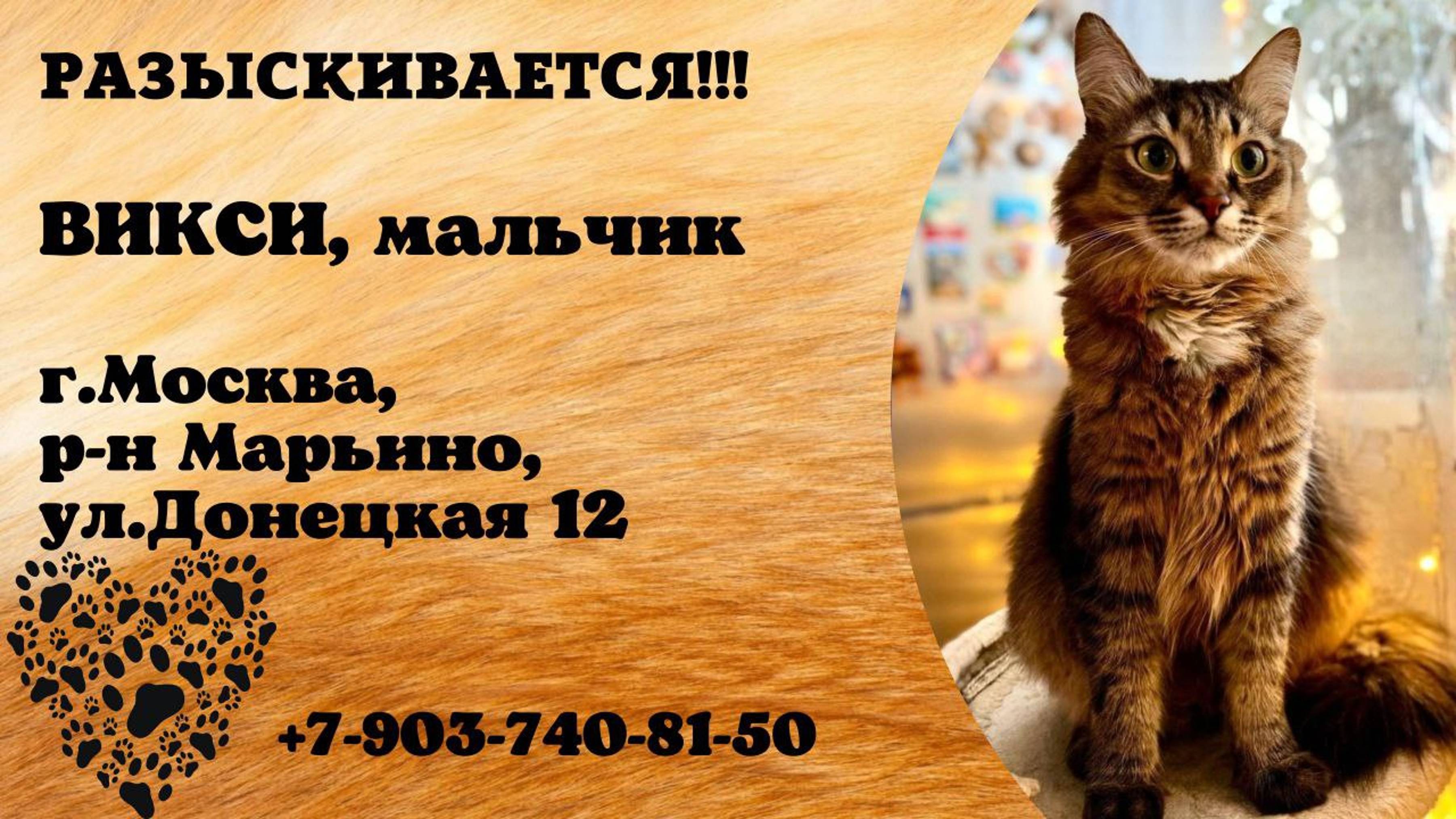Пропал кот! ВИКСИ. Мальчик. г. Москва,  р-он  Марьино