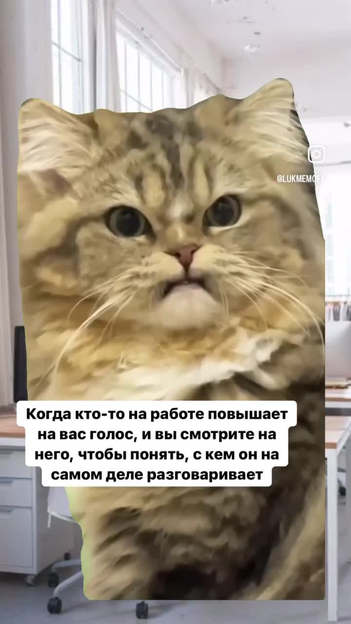 Кошка злится 🐱