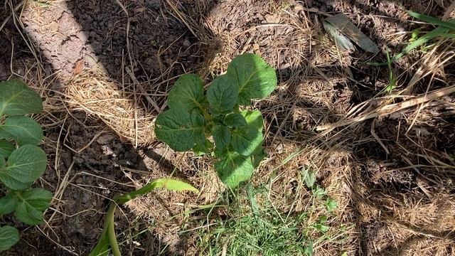 Неудачный эксперимент с картошкой, посаженой 15 июня.