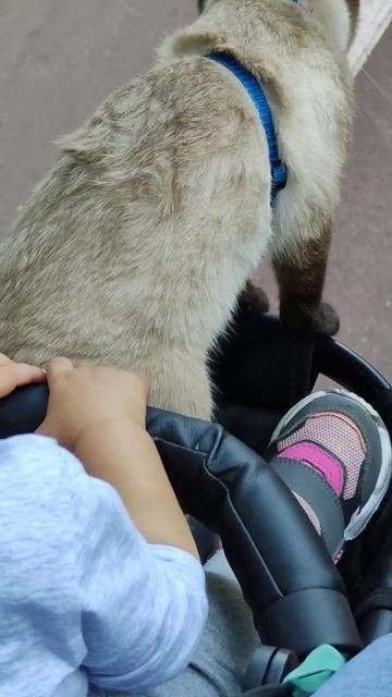 Как мы гуляем с котом