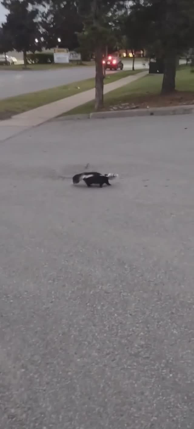 Бедный скунс !