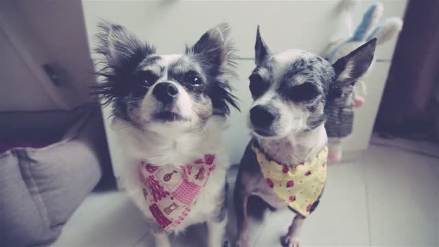 Модный аксессуар для собаки — делаем сами! 🐾🎀