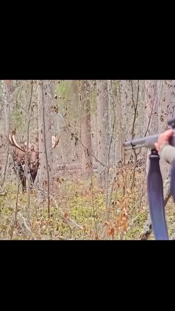 Зарядил Дымарем по лосю 🎯