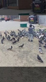 Впервые увидел столько голубей