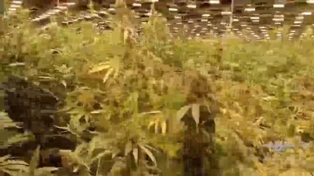 Нелегальный мигрант устроил мега-плантацию конопли в здании бывшей школы-интерната в Кузбассе.