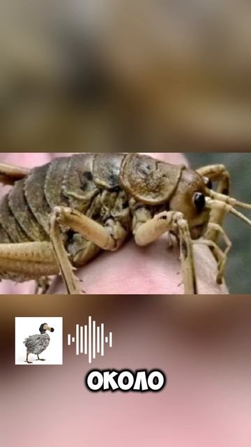 Гигантская уэта,одно из самых тяжелых насекомых мира
