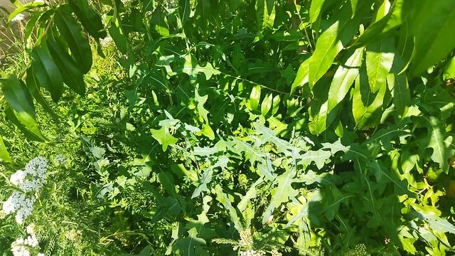 VID_20250716_140120.mp4 созревание персика в Липецке.