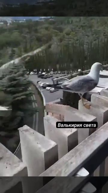1752693594180.mp4