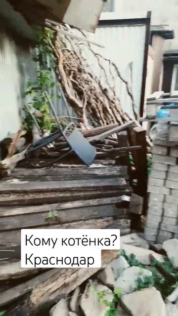 Кому котёнка? поймаю, привезу к вам! #добро #котики