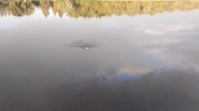 Карп на флэт. Бонус на фидер. Отличный отдых на водоеме. Рыбалка с ночевкой. Кормачки.