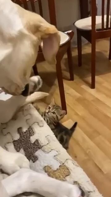 kitten is bullied by the dog