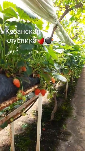 Клубничные поляМасштабы #краснодар #клубника #funny #клубникабомба #shorts