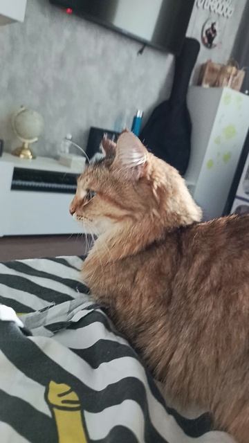 🐈.                 🐈⬛