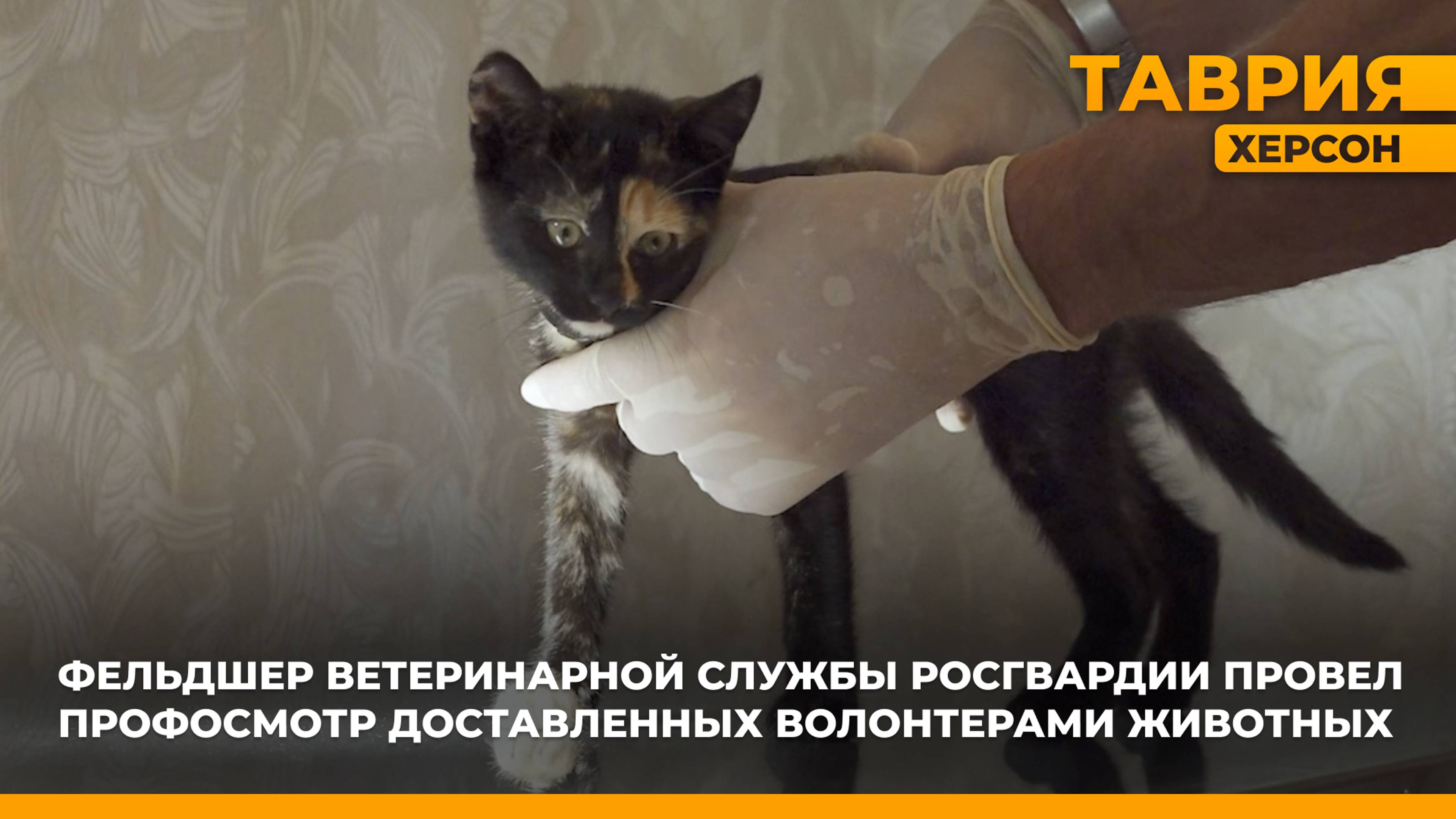 Фельдшер ветслужбы Росгвардии провел осмотр доставленных волонтерами животных