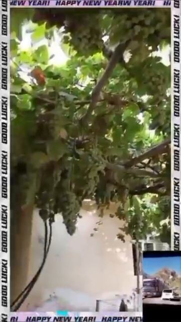 🍇🍇🍇🍇🍇