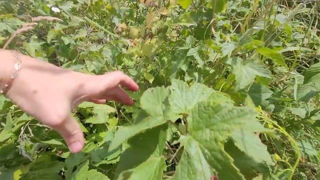 Поездка за ягодой на плантацию #ШаШаШу #ЛадушкиОтЗлатушки