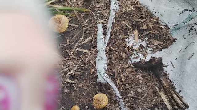 Семнадцатое видео. Там про грибы и так далее. .Первый сезон окнончен.. Ждите 2 сезон!