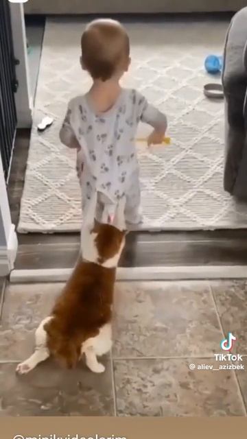 котёнок на прицепе