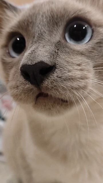 Сириус очень любит, когда его миски доверху наполнены едой 😻
https://t.me/KotoSirius