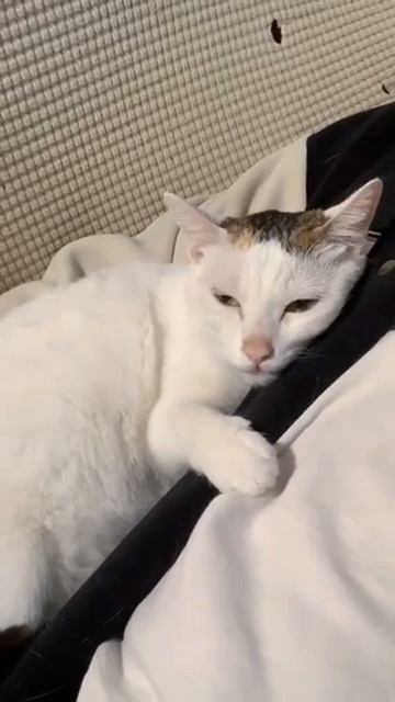 loves the owner