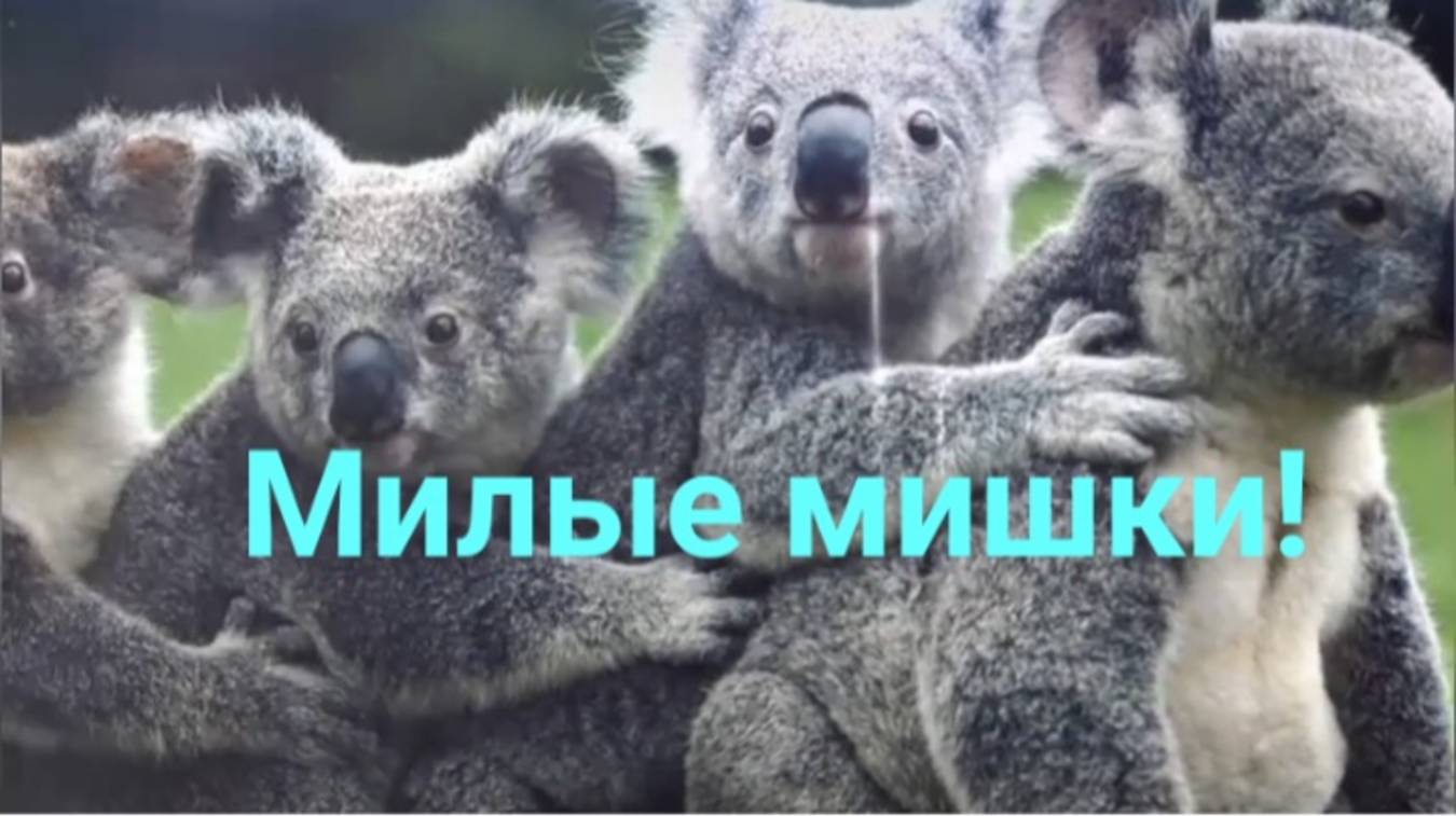 Милые мишки.