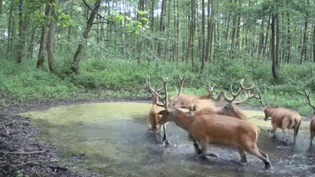 Видео фото ловушки