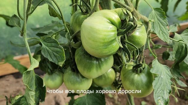 🍅 Как правильно формировать томаты в теплице?