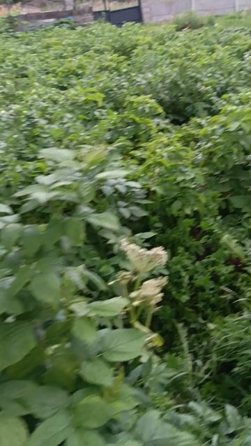 Жизнь в деревне