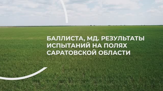 Контролируем сорняки с Баллистой, МД на полях Саратовской области