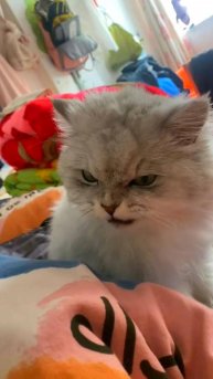 🔥 ДАМА МОЕГО СЕРДЦА 😂 НЕВКУСНАЯ САРАНЧА 🙀 ОЗВУЧКА ОТ ROMEO 😎 #cat #ОЗВУЧКА #юмор